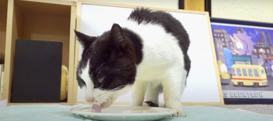 ミルクおいしい♡高齢猫ちゃんの良い飲みっぷり！