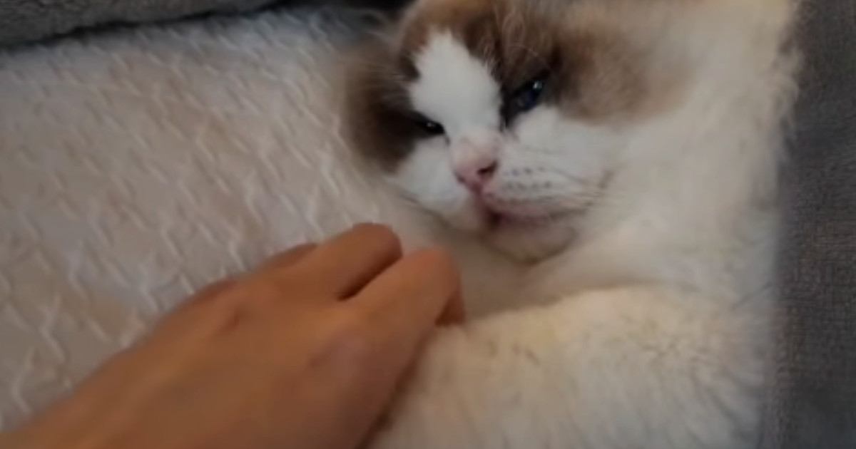 飼い主と手を繋ぎながら寝たい『甘えん坊の子猫』→手を離してみると…まさかの反応に「めちゃくちゃ癒される」「子供みたいで可愛い」の声
