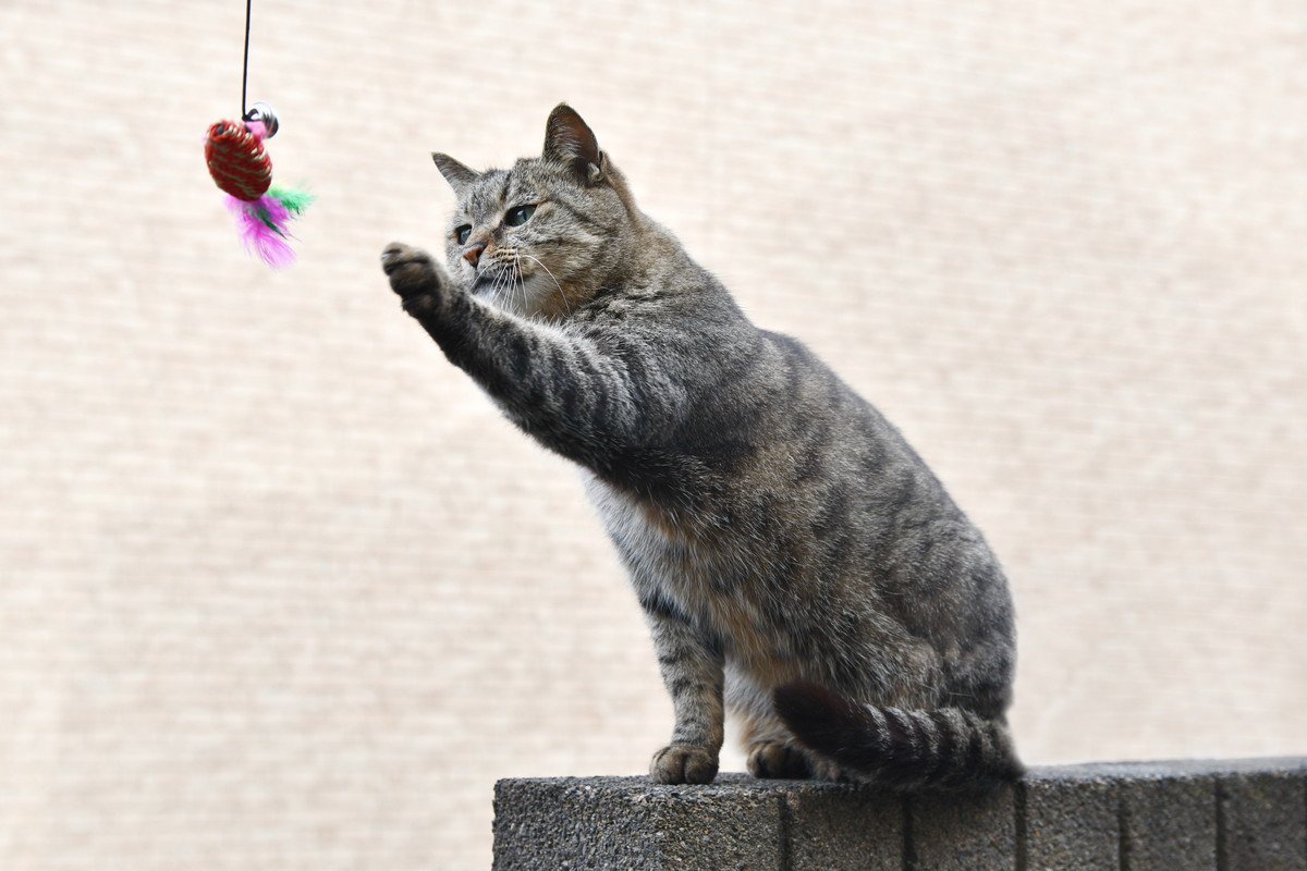 猫がつい『さわりたくなってしまう』4つのもの　危ないものは手の届かないところへ！