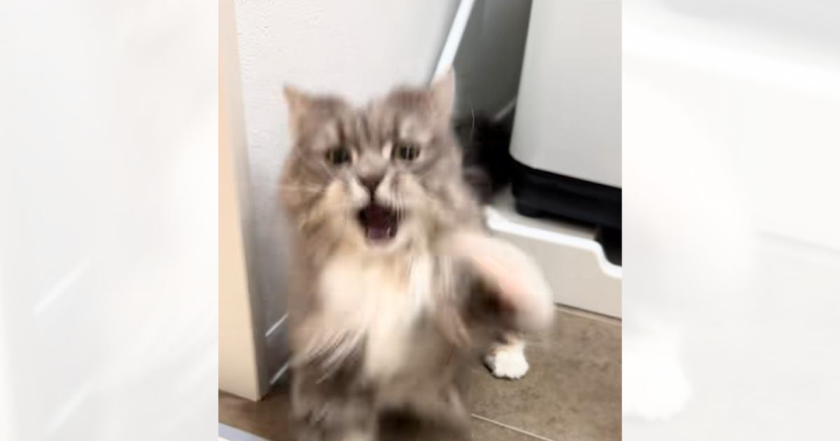 「可愛すぎて笑えるｗｗｗ」猫のことをドライヤーしていたら、突然…『予想外の行動』に爆笑する人が続出「初めて見たｗ」「一生懸命で可愛い」
