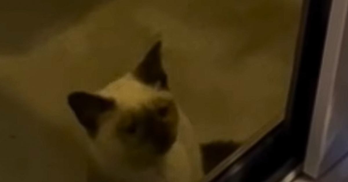 パーティー中に現れた1匹の子猫 『おいで』と声をかけたら…涙が止まらない『感動のエピソード』が43万再生「大泣きしてしまった」「素敵」