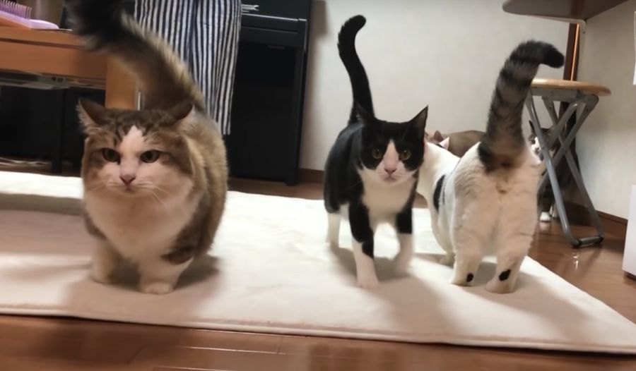 どんな小さな『おやつ』の声も聞き逃さない猫一家