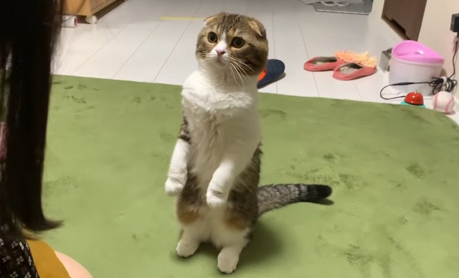 立ち上がって伝えたかったこと…しぐさがかわいい猫さん！