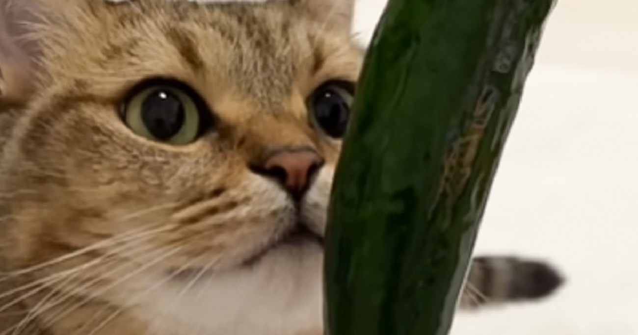 飼い主さんが食べている『きゅうりの匂いを嗅いだ猫』が、次の瞬間…予想外の表情に爆笑の声「露骨で笑った」「大丈夫か？みたいなｗ」