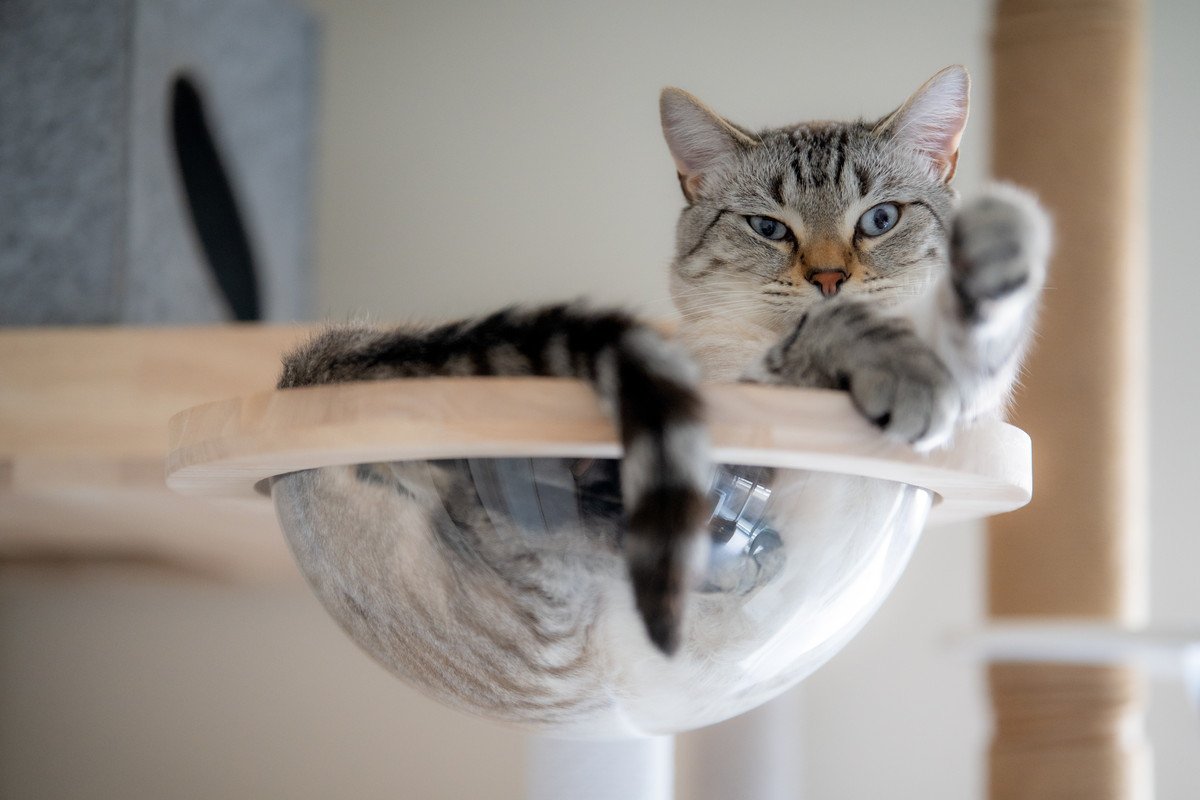 猫にとっての『ベストポジション』に設置したい4つのアイテム　快適に過ごしてもらうためのコツも解説