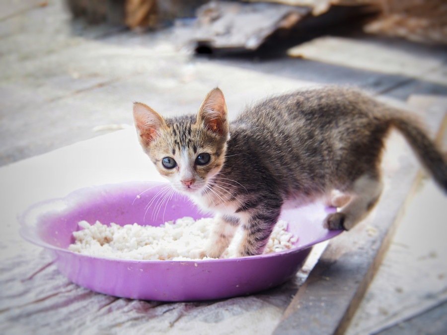 猫が食べ過ぎる時の対策、正しい餌の与え方