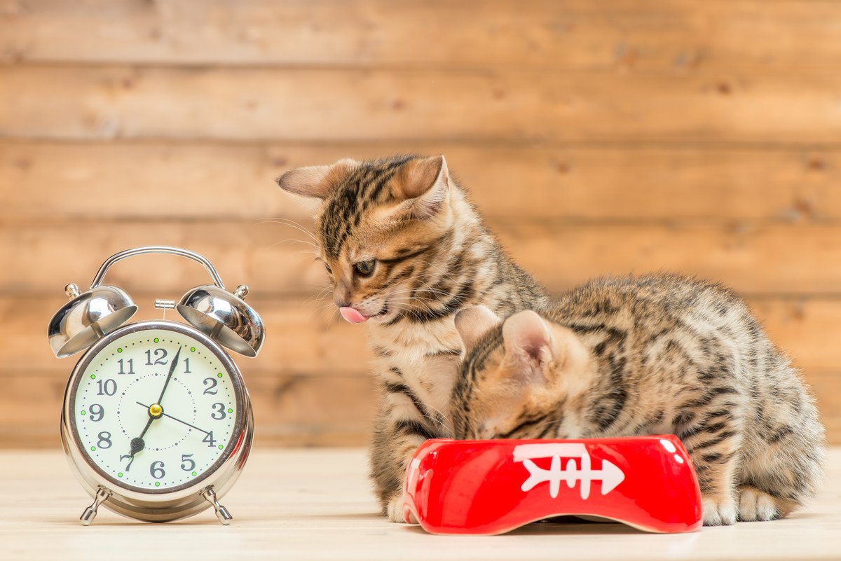 猫の『体内時計』が正確なワケ3選　起きる時間やご飯タイム…猫らの規則正しい生活を支えるのは？