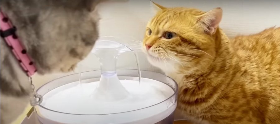 初めての給水器！果たして猫ちゃんたちの反応は！？