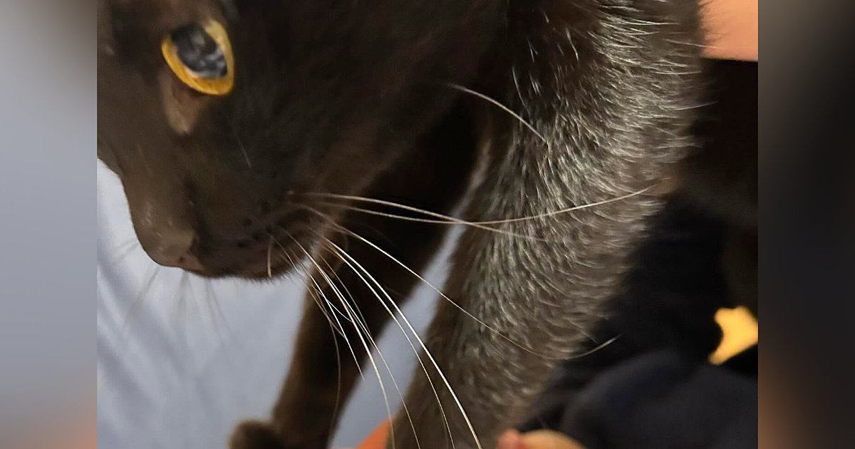 よく『猫に踏まれる夫』→今回踏まれていた場所が……笑ってしまう瞬間に１万いいね「旦那さんうれしそうｗ」「仕留めに来てるね」