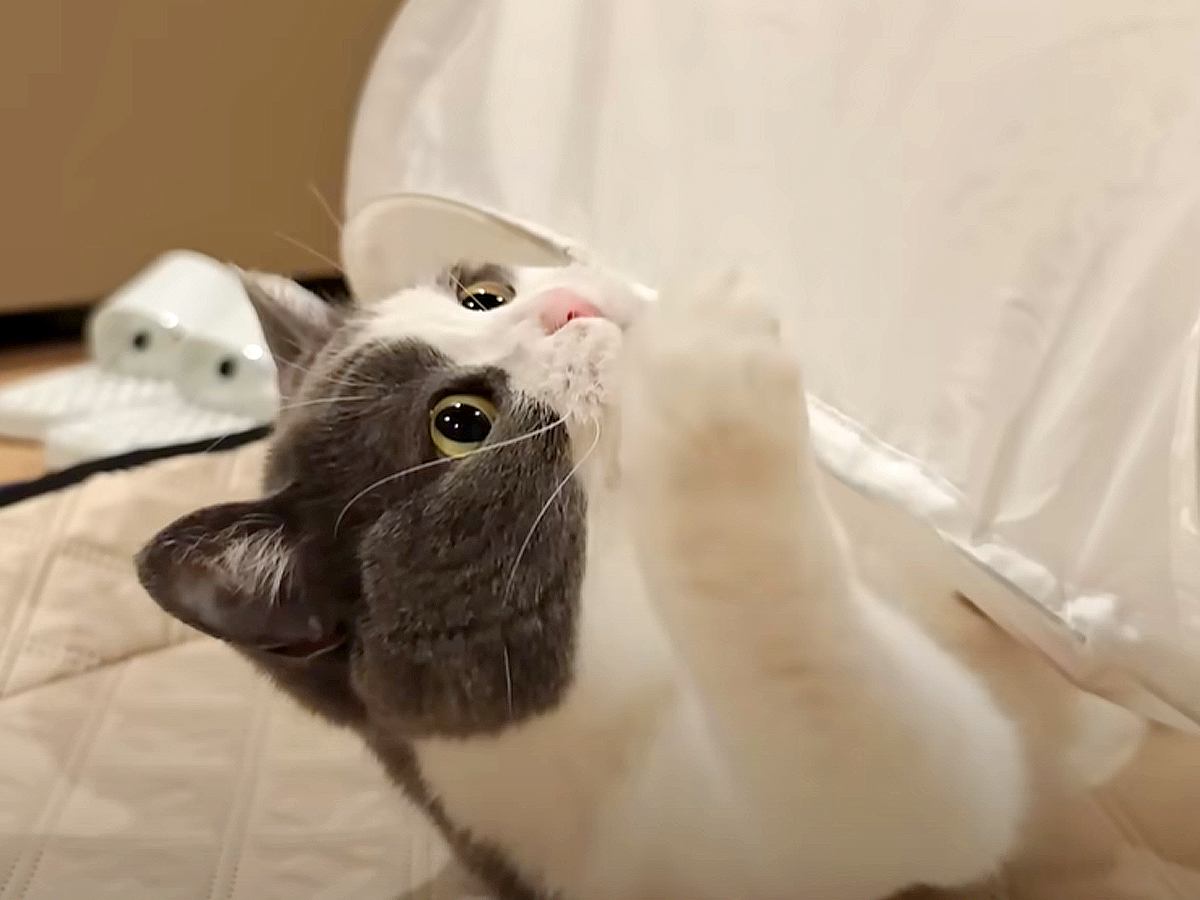 夏の夜、飼い主と猫たちが庭でピクニック→部屋に戻ろうとしたら…１匹が見せた『とんでもなく尊い光景』に「素敵な時間」「なんとも可愛い」