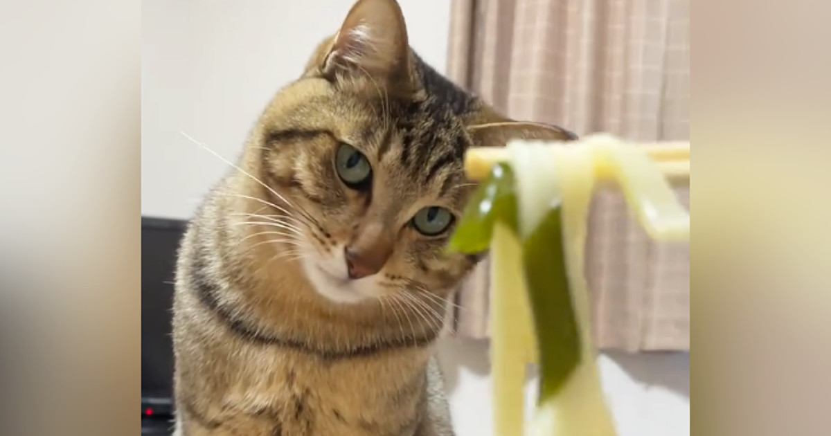 飼い主さんが食べている『うどん』が気になる猫→『可愛すぎる展開』に笑顔になる人が続出「首の角度がたまらない」「癒されたｗ」