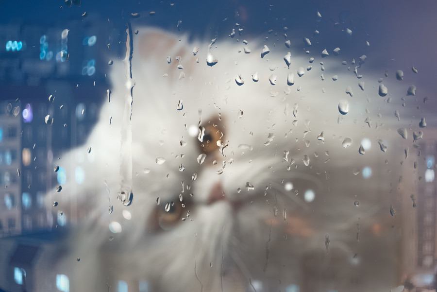 雨の日は猫もダルい？晴れの日との違いと対策