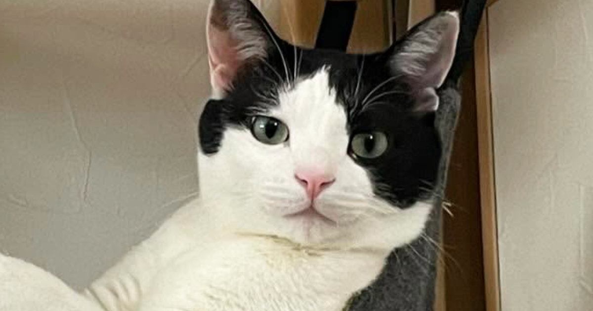 ハンモックでくつろいでいた猫→人間のように使いこなす『まさかの光景』に「片手にワイングラスが見える」「貴族さまや」と１万いいね