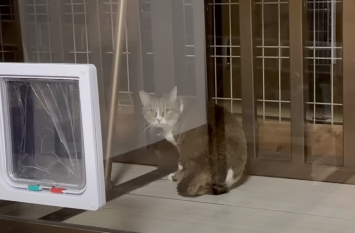『愛猫が消えた…』行方不明になった猫を探して数日後→『予想外の場所』で発見された姿が20万再生「すごい所に隠れてた」「思わずもらい泣き」