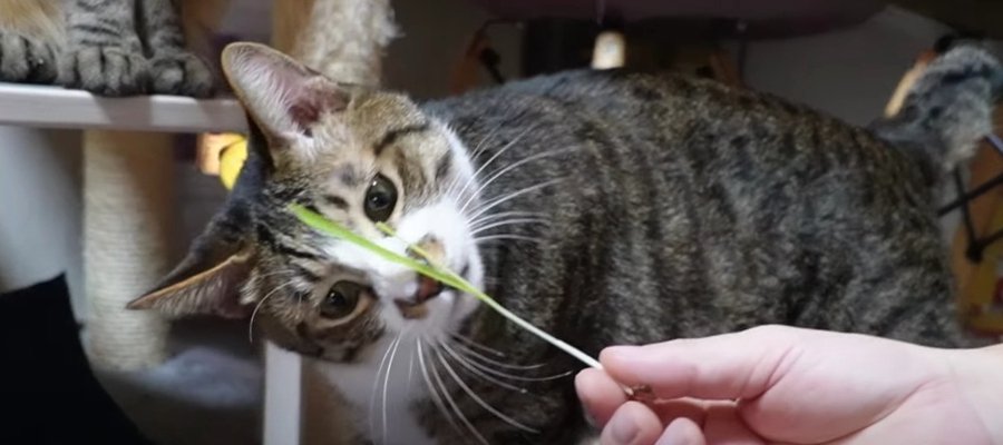 真逆の反応に笑っちゃう！猫草を食べる猫ちゃんたち