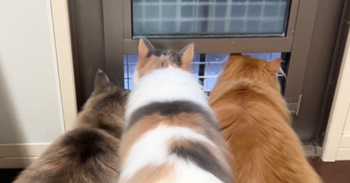 小さな窓から外を見る長毛猫→『しっぽ』を見てみると…可愛すぎる『動き』に1万1000いいね「ずっと見ていられる」「癒しの効果があるね」
