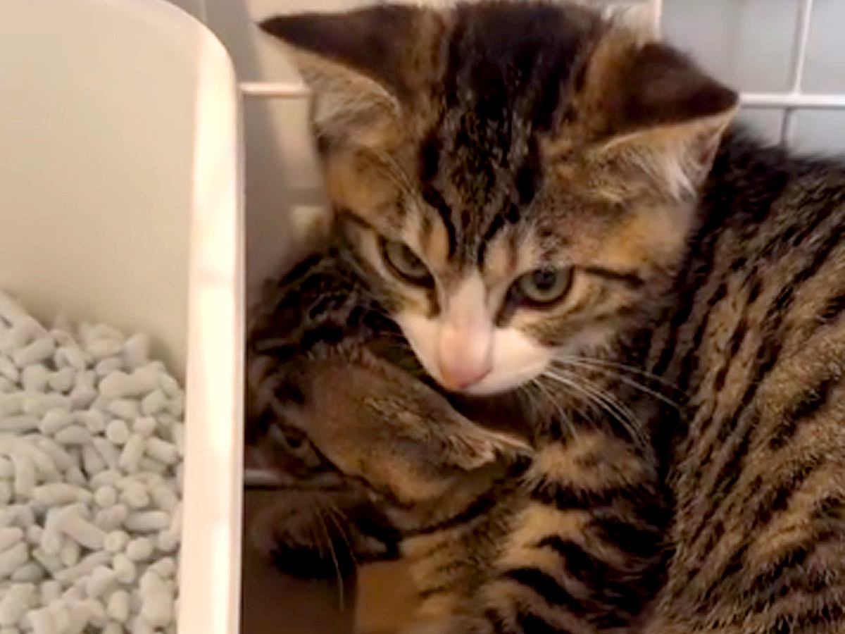 人間に怯え、隅で震えていた２匹の元野良猫→３ヶ月経つと…『まるで別猫のような変化』に反響「ずっと幸せに」「ほんとあなた達よかったね」