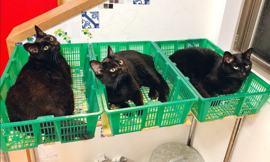 出荷待ち？黒猫さん達のカゴ盛りっぷりが凄いと話題！