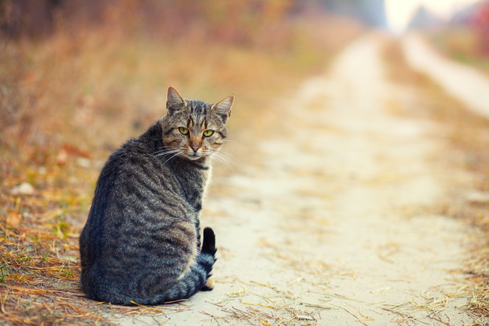 猫の3歳における体調管理と病気について