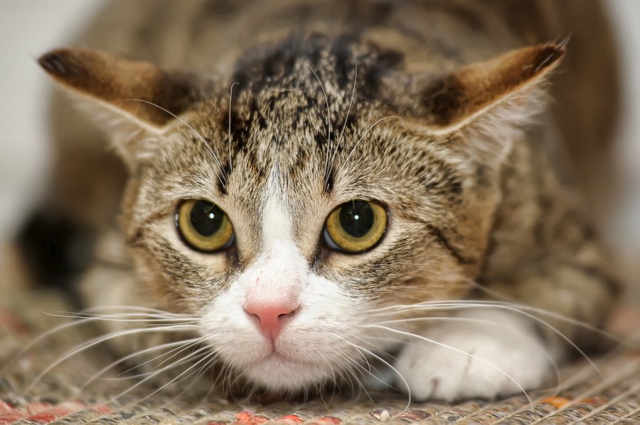 やってない？間違った猫の飼い方7つ