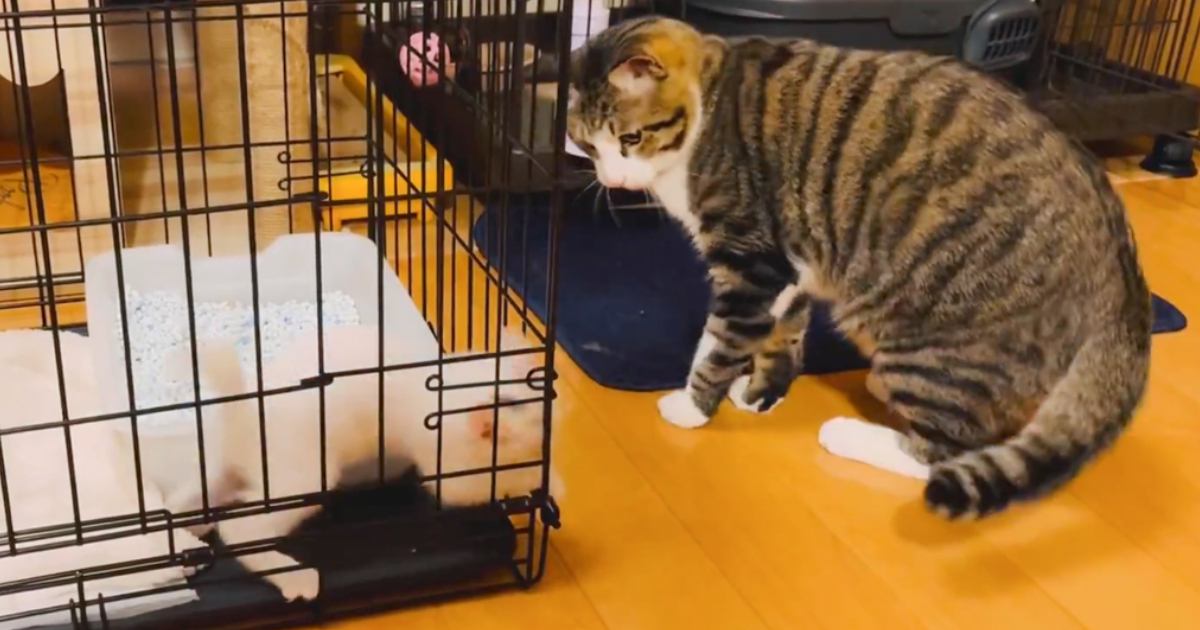 先輩猫が『ケージの中にいる子猫』と遊んでいると…完全に想定外な『驚きの瞬間』に3万いいね「10年来の謎が解けた」「液体って本当なんだ」