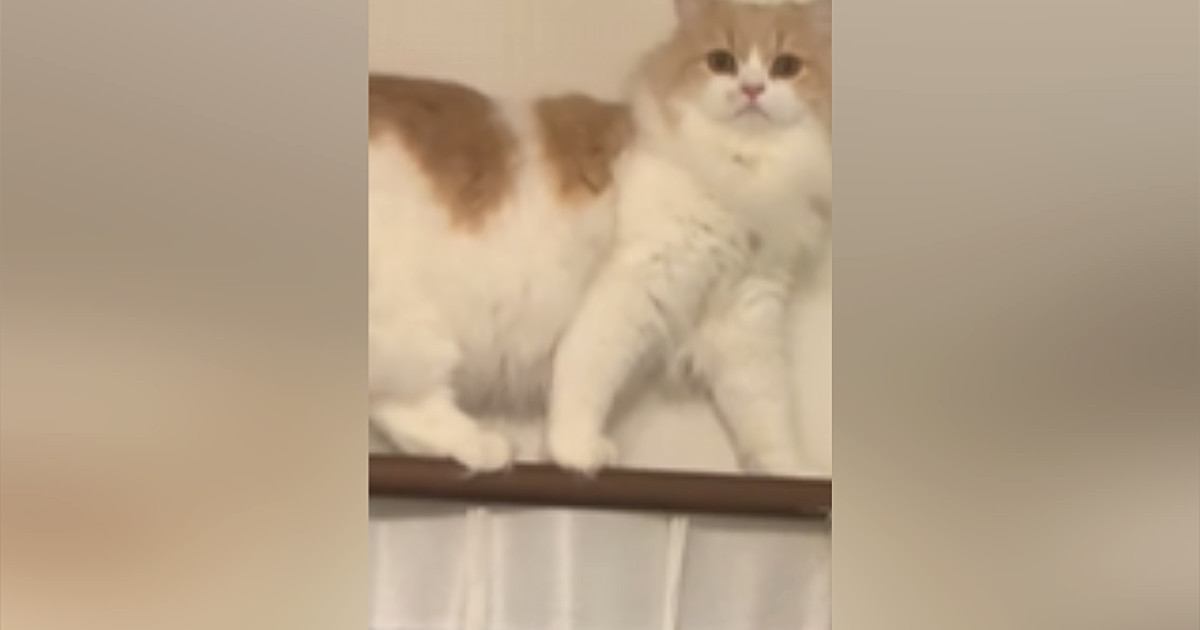 カーテンレールに登った猫ちゃん→下りられなくなったと思いきや…器用すぎる『脱出方法』が45万再生「頭がよくて感動」「終始ニヤニヤした」