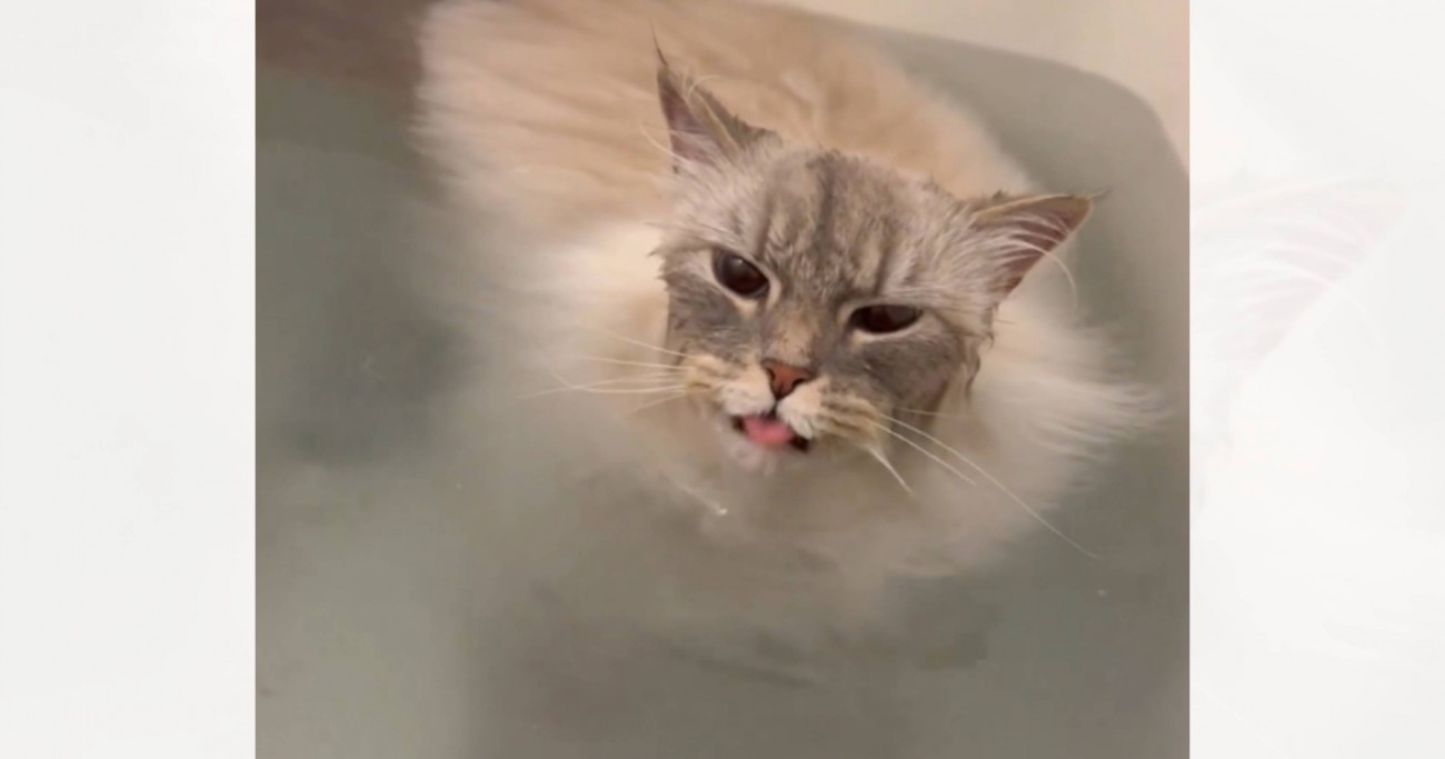 『猫がお風呂で溺れている』と思ったら…予想もしていなかった『まさかの行動』が220万表示「めっちゃ楽しんでるｗ」「笑っちゃった」