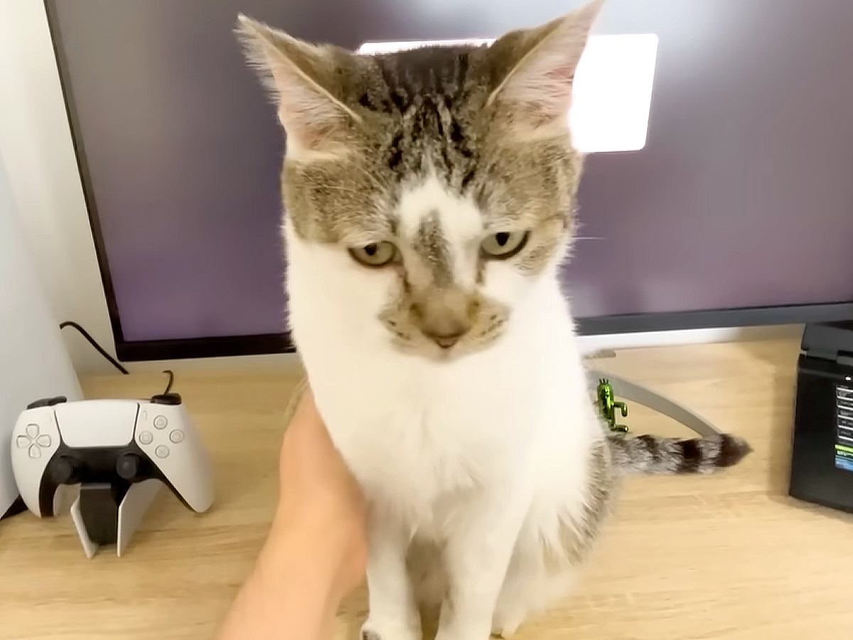 パパとママが在宅ワークをしていると、お腹をすかせた２匹の愛猫が…『まさかのアピール』に「可愛すぎて仕事にならないね」「圧かけてるｗｗ」