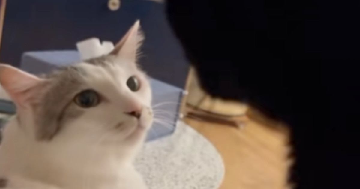 姉猫にかまってほしい弟猫が『ちょっかい』をかけた結果…「目つきが変わったｗｗ」まさかの展開に「怖い怖いｗ」「圧が凄いｗ」と19万再生