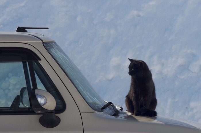 猫が車に酔った時の症状とその対策とは