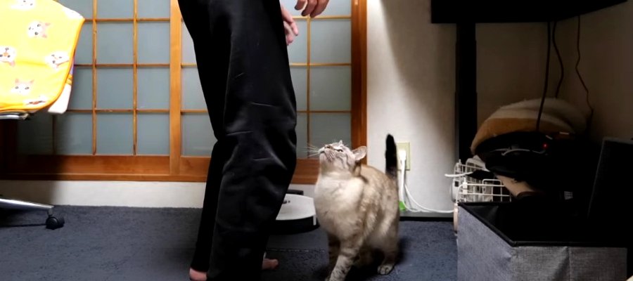 元保護猫ちゃんの“飛びつき抱っこ”に成功！猫兄弟と飼い主さんのお友達のふれあいにほっこり