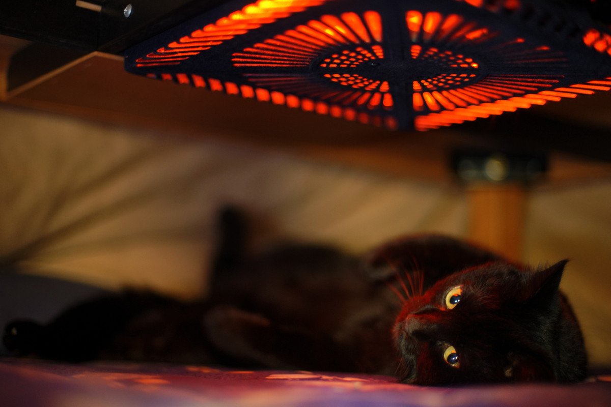 猫がいる部屋で絶対NGな『防寒対策』4つ　起こりうるトラブルから正しい方法まで解説