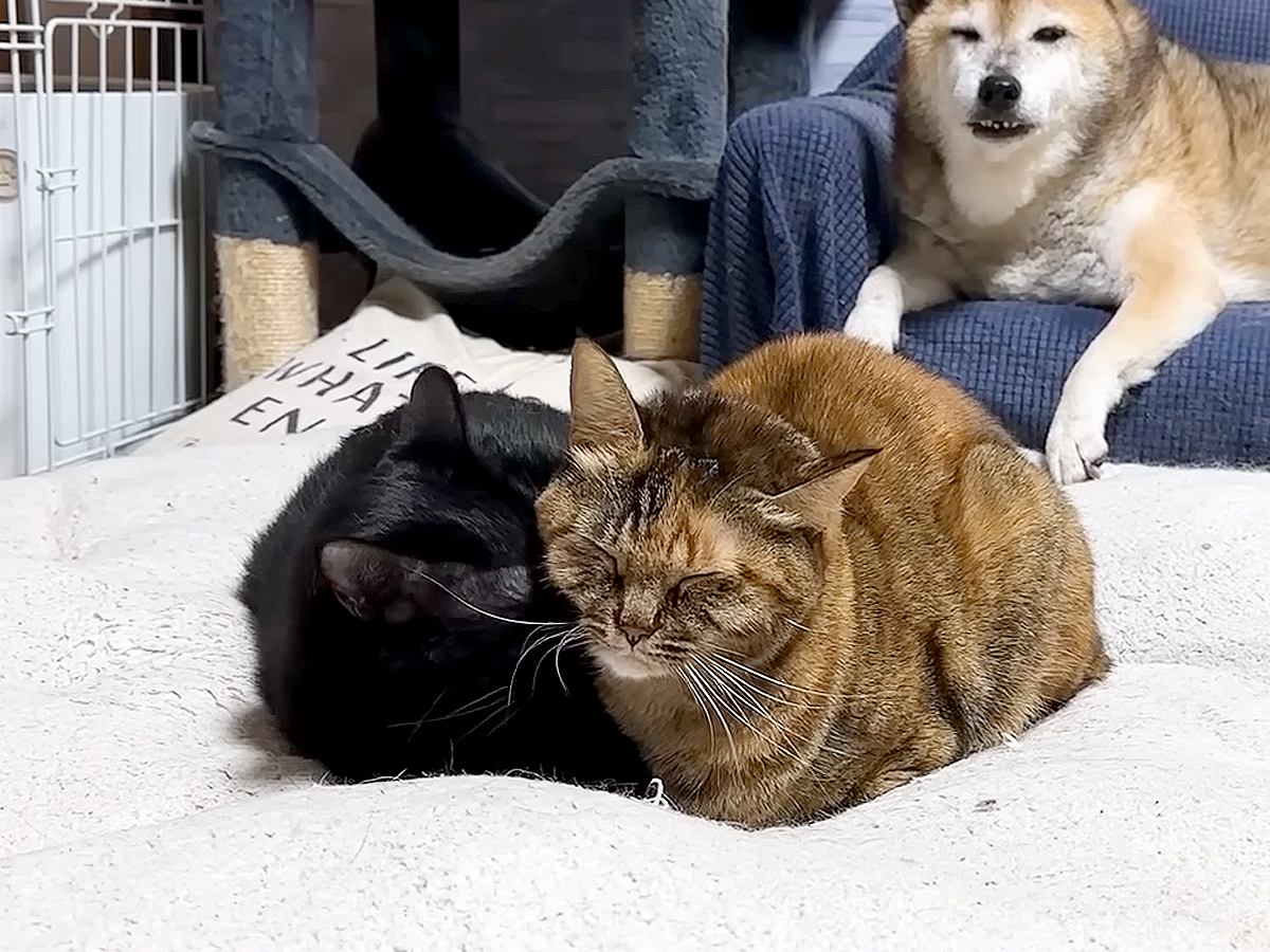 寒い朝、くっついて温まる猫たちを『見守っていた柴犬』→散歩から帰宅すると…『尊い光景』に「ぬくもりで和んでる」「団子デビュー」と反響