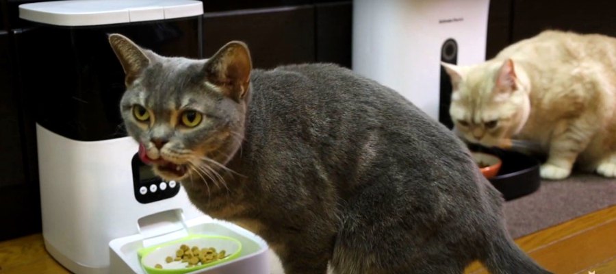 猫ちゃんのために新しい給餌器を購入♪ちゃんとごはんを食べてくれるかな？