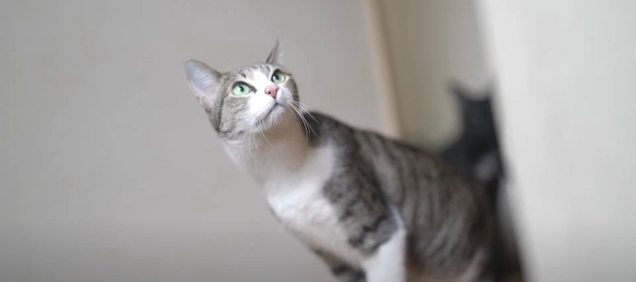 度胸試しいっとく？引越し直後の新居を探検したい猫ちゃんたち