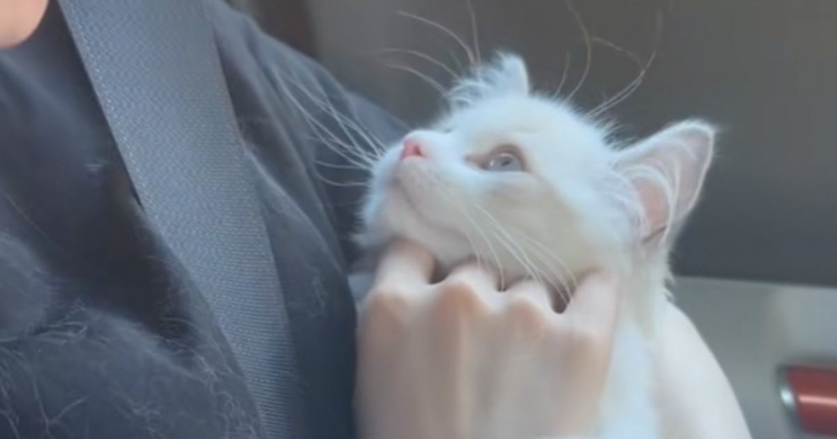 子猫が1週間ぶりに飼い主と再会した結果…思わず涙が出るほど『愛おしすぎる瞬間』が31万再生「大好きなのが伝わってくる」「反則でしょｗ」