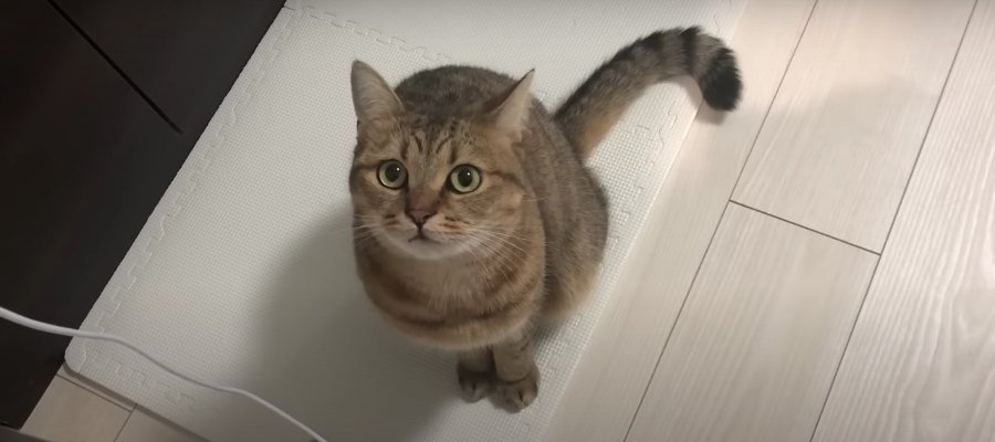 『にゃっ』と挨拶！トイレの前で飼い主さんを待ち伏せする猫ちゃん