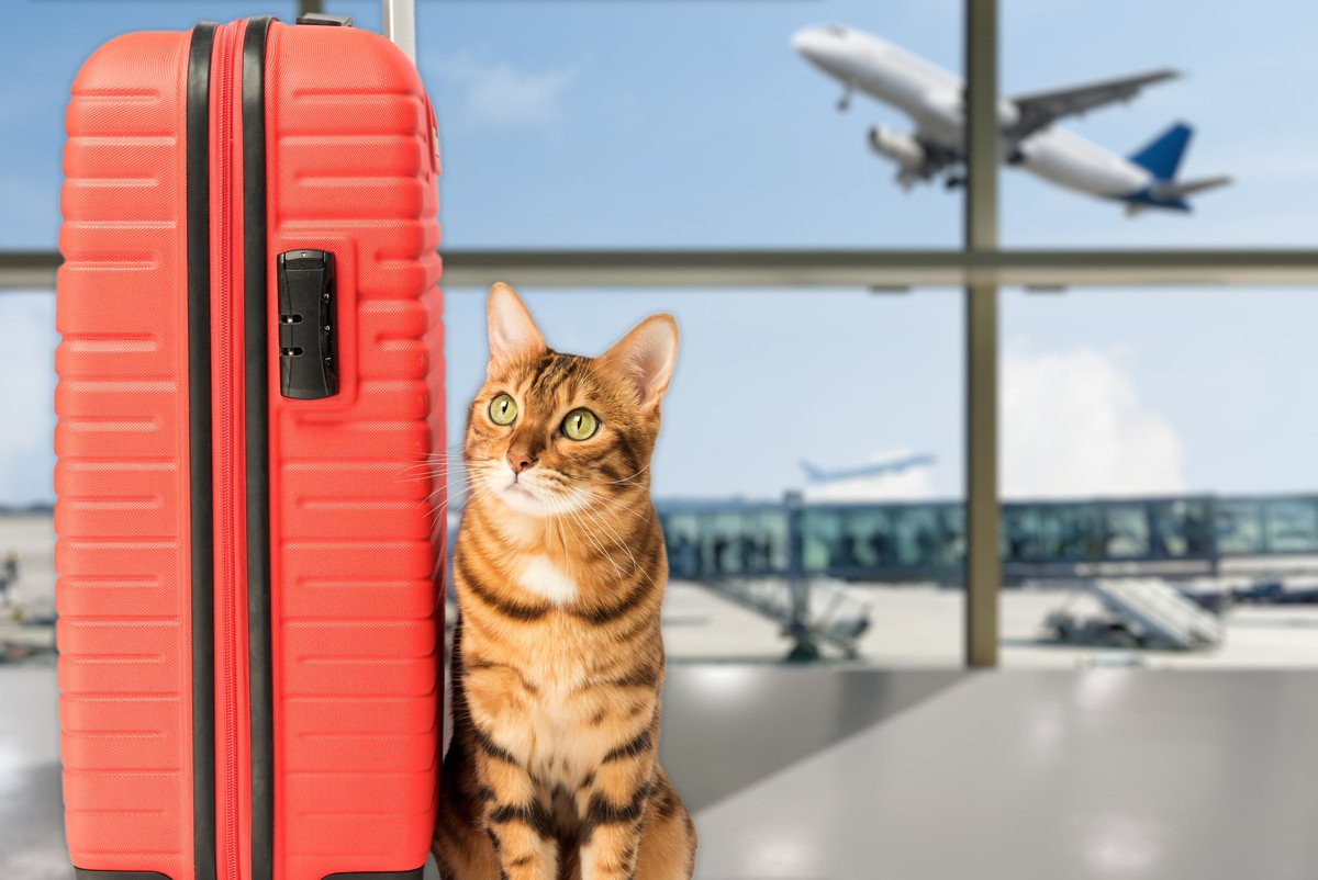 「ニャンコは飛行機がお好き？」猫による飛行機の不正搭乗や機内徘徊が多発