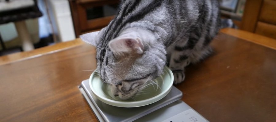 パクパク！初めてのごはんを美味しそうに食べる猫ちゃん♡