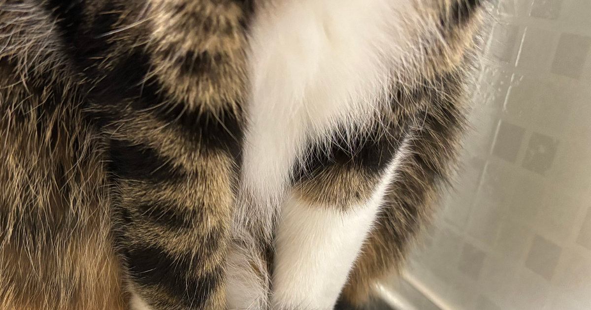 姿勢よく座っていた猫ちゃん→『しっぽ』を見ると…心温まる『尊い光景』に８万いいね「セルフ逮捕？ｗ」「あったかそう」と話題