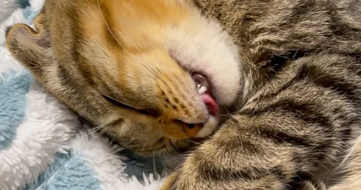 「同じ夢見てる？」睡眠中に『同じ動きをしていた兄妹猫』→まさかの可愛すぎる光景に1万3000いいね「久々に笑った」「幸せだね」