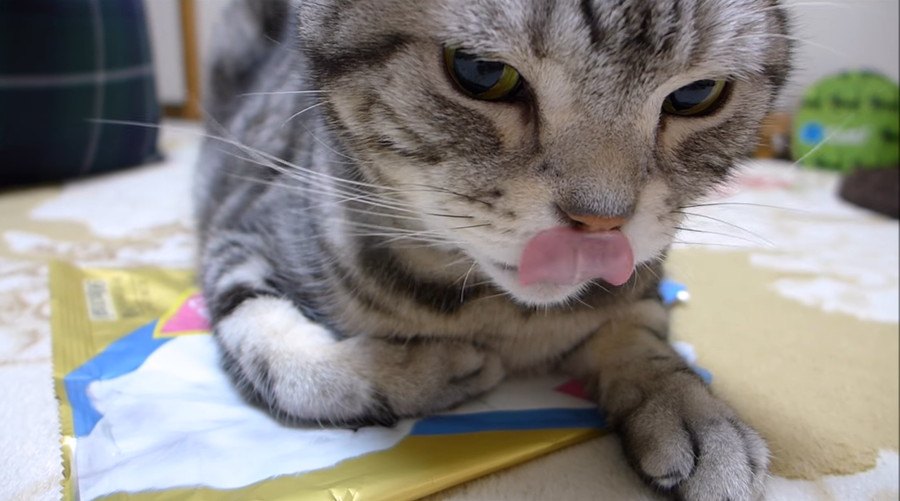 おやつは食べるけどまだ眠い…お寝ぼけ猫ちゃんが可愛い♡