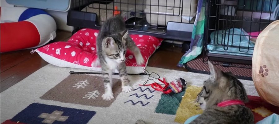 子猫ちゃんの可愛い"やんのかステップ"！