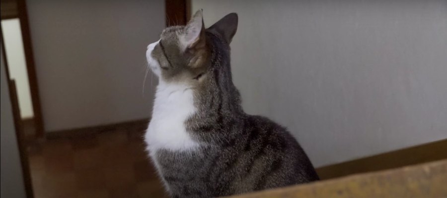 それぞれ違うことをしている猫ちゃんたちの"去り際"にご注目！