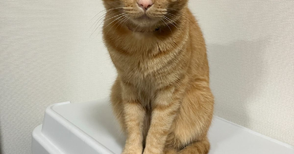 賃貸契約のときに必要だった『ペットの様子』→飼い主さんが選んだ『愛猫のワンシーン』に18万いいね「やらかしそうで草」「めっちゃ笑った」