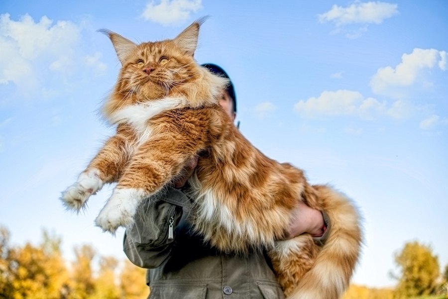  大きい猫種４選！魅力や飼う時の注意点まで