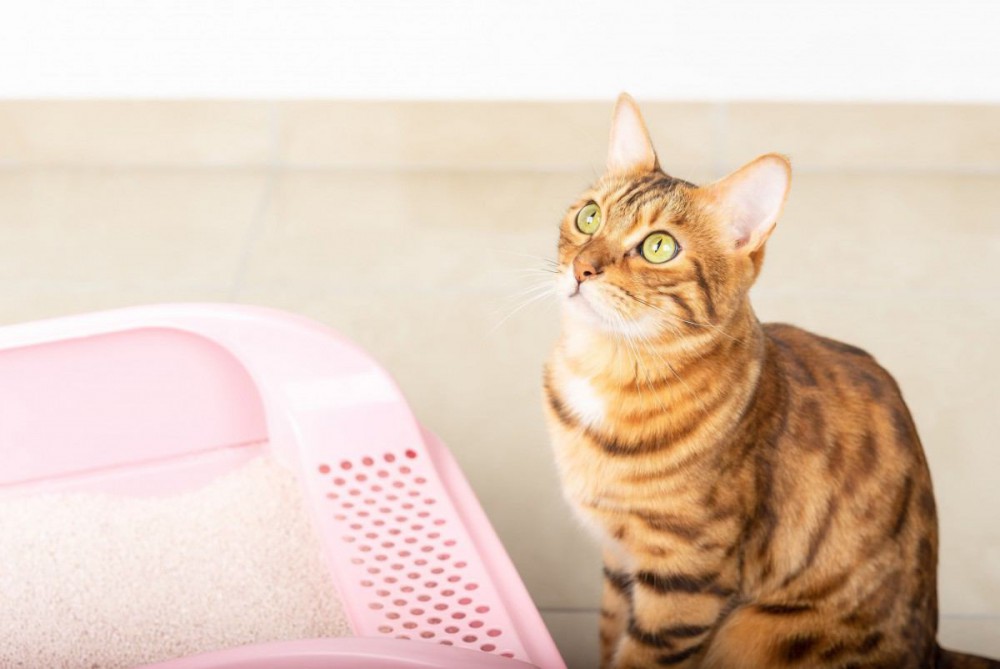 猫のトイレの掃除方法！頻度や仕方、片付けが楽になるグッズをご紹介