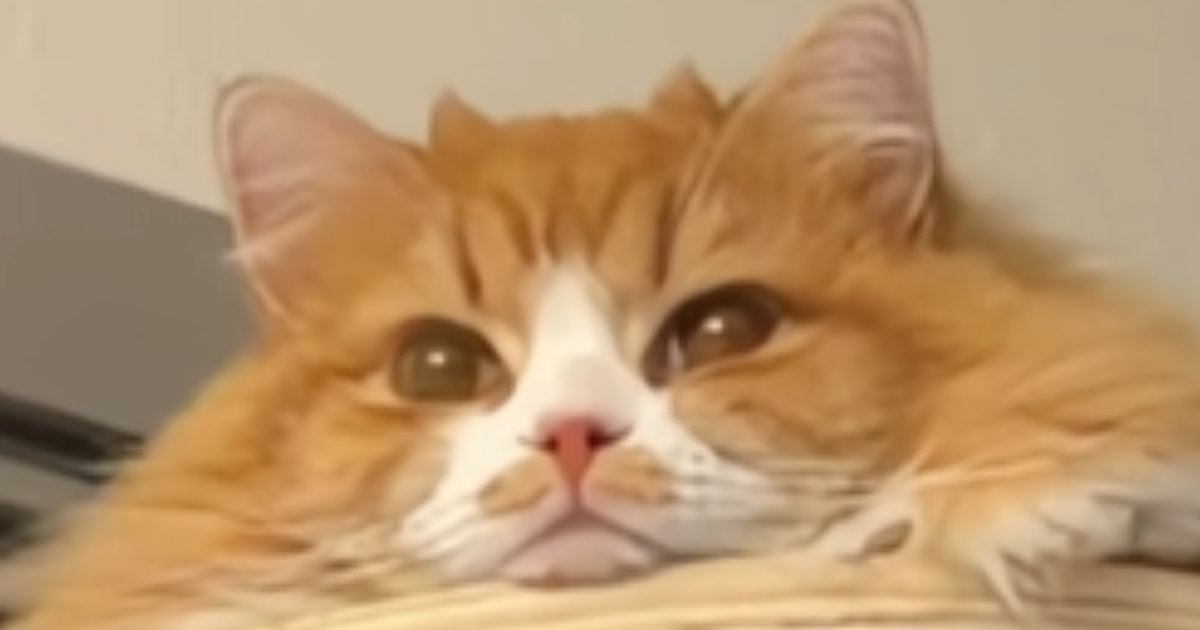 長毛猫が『クリアボウル』に入った結果…まるで惑星のような『まさかの光景』に2300万いいね「キャターン」「新たに1つの惑星が出来た」