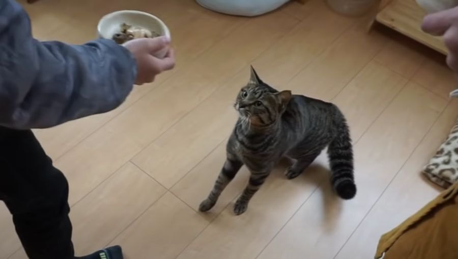 ふたつのおやつを前に挙動不審になる猫ちゃん！