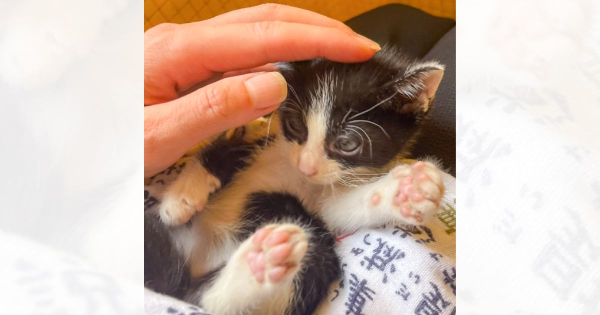 『人間は優しい』と思っている子猫→『洗われた』結果…思わず笑顔になるビフォーアフターに２万いいね「同じ猫とは思えない」「可愛すぎる」